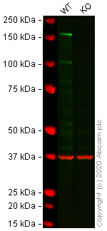 Western blot - Human DIAPH1 knockout HCT116 cell lysate (AB275252)