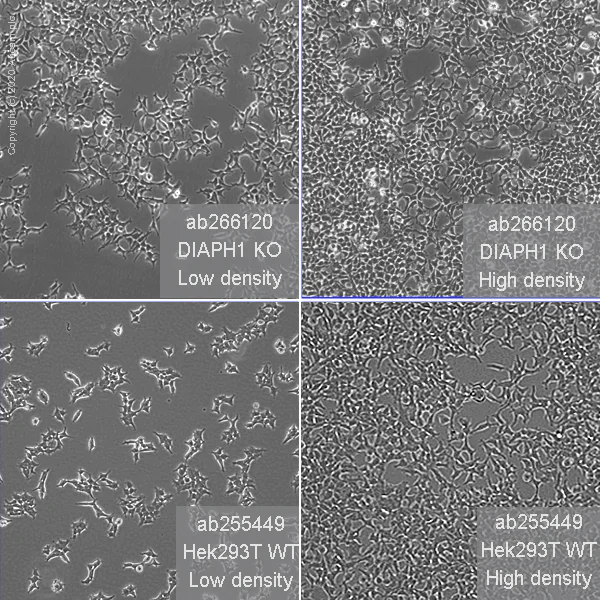 Cell Culture - Human DIAPH1 knockout HEK-293T cell line (AB266120)
