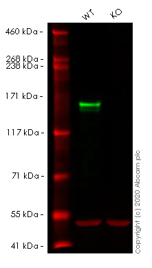 Western blot - Human DIAPH1 knockout HEK-293T cell lysate (AB257411)