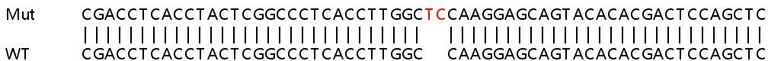 Sanger Sequencing - Human DLD (Lipoamide Dehydrogenase) knockout HeLa cell lysate (AB257922)