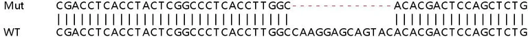 Sanger Sequencing - Human DLD (Lipoamide Dehydrogenase) knockout HeLa cell lysate (AB257922)