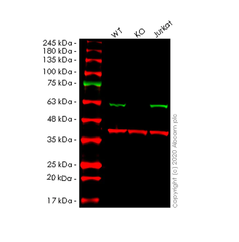 Western blot - Human DLD (Lipoamide Dehydrogenase) knockout HeLa cell lysate (AB257922)