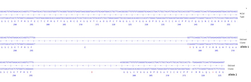 Human DLL3 knockout A549 cell line