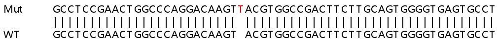 Sanger Sequencing - Human DMPK (Dystrophia myotonica protein kinase) knockout HCT116 cell line (AB266870), expandable thumbnail