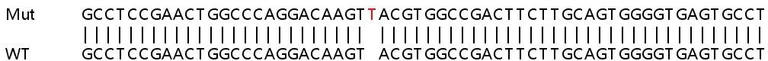 Sanger Sequencing - Human DMPK (Dystrophia myotonica protein kinase) knockout HCT116 cell line (AB266870)