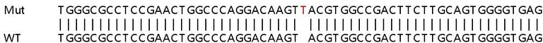 Sanger Sequencing - Human DMPK (Dystrophia myotonica protein kinase) knockout HEK-293T cell line (AB266366)