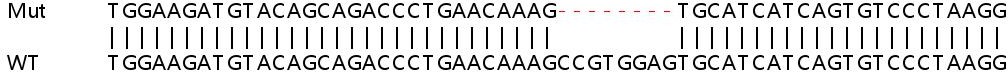 Human DNAH5 knockout A549 cell line