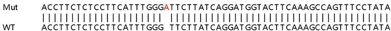 Sanger Sequencing - Human DNAJA1 knockout HEK-293T cell line (AB266437)