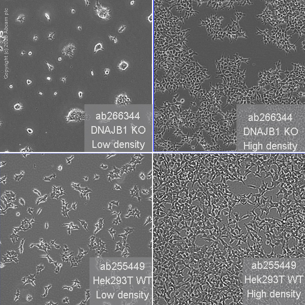Cell Culture - Human DNAJB1 (Hsp40) knockout HEK-293T cell line (AB266344), expandable thumbnail