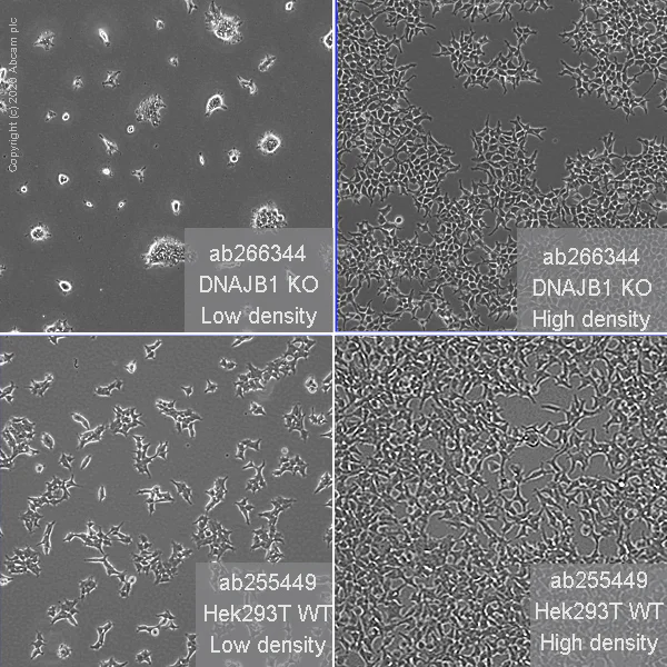 Cell Culture - Human DNAJB1 (Hsp40) knockout HEK-293T cell line (AB266344)