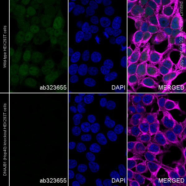 Immunocytochemistry/ Immunofluorescence - Human DNAJB1 (Hsp40) knockout HEK-293T cell line (AB266344), expandable thumbnail