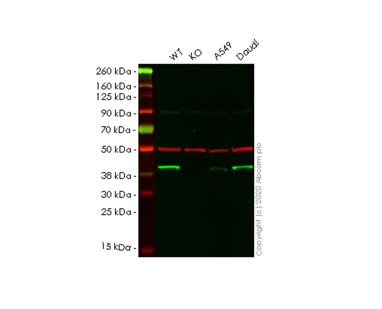 Western blot - Human DNAJB1 (Hsp40) knockout HEK-293T cell line (AB266344)