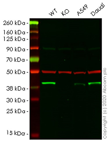 Western blot - Human DNAJB1 (Hsp40) knockout HEK-293T cell lysate (AB258400)