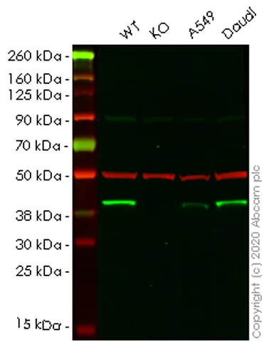 Western blot - Human DNAJB1 (Hsp40) knockout HEK-293T cell lysate (AB258400)