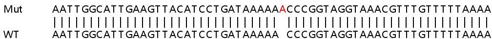 Sanger Sequencing - Human DNAJC10 knockout HeLa cell line (AB266015)