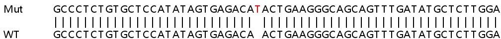 Sanger Sequencing - Human DNAJC13 (RME-8) knockout HeLa cell line (AB265328), expandable thumbnail