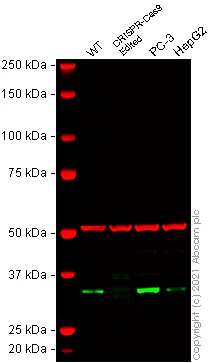 Western blot - Human DNAJC9 knockout HEK-293T cell lysate (AB257926)