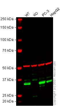 Western blot - Human DNAJC9 knockout HEK-293T cell lysate (AB257926)