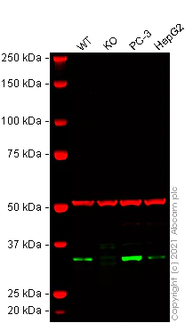 Western blot - Human DNAJC9 knockout HEK-293T cell lysate (AB257926)