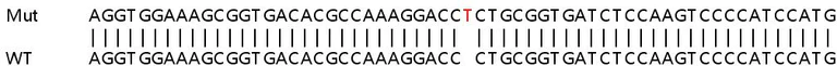 Sanger Sequencing - Human DNMT3A knockout HeLa cell lysate (AB257128)