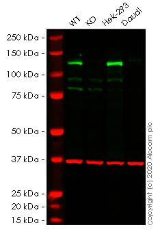 Western blot - Human DNMT3A knockout HeLa cell lysate (AB257128)
