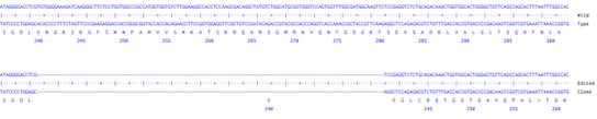 Human DNMT3B knockout A549 cell line