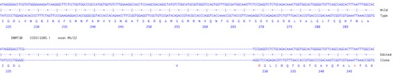 Human DNMT3B knockout HCT116 cell line