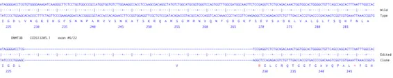 Next Generation Sequencing - Human DNMT3B knockout HCT116 cell line (AB287370)