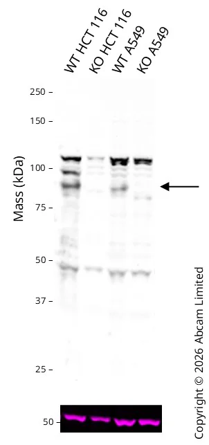 Western blot - Human DNMT3B knockout HCT116 cell line (AB287370)