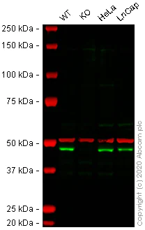 Western blot - Human DPF2 knockout A-431 cell line (AB270473)