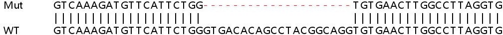 Sanger Sequencing - Human DPH2 knockout HeLa cell line (AB265657), expandable thumbnail