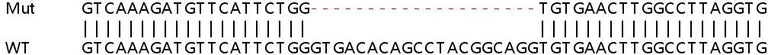Sanger Sequencing - Human DPH2 knockout HeLa cell lysate (AB263174)
