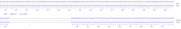 Next Generation Sequencing - Human DPP4 knockout HCT116 cell line (AB289063), expandable thumbnail