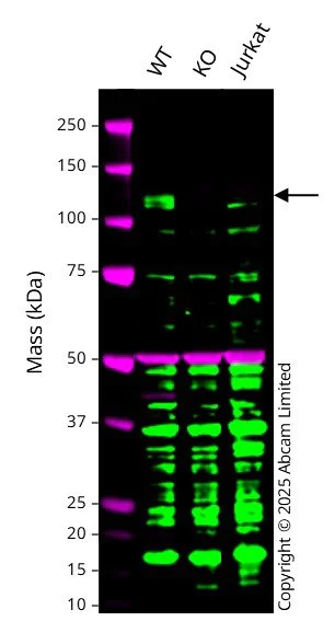 Western blot - Human DPP4 knockout HCT116 cell line (AB289063)