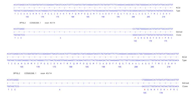 Next Generation Sequencing - Human DPYSL2 knockout A549 cell line (AB300921)