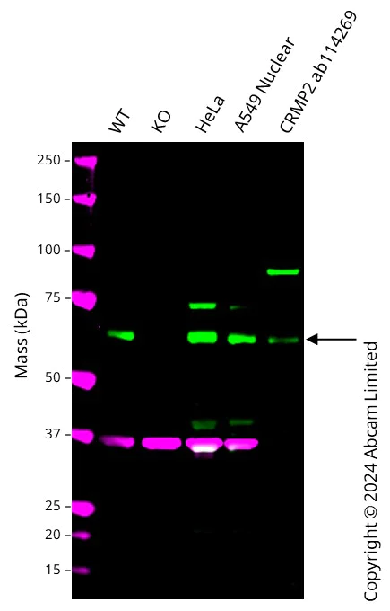 Western blot - Human DPYSL2 knockout A549 cell line (AB300921)