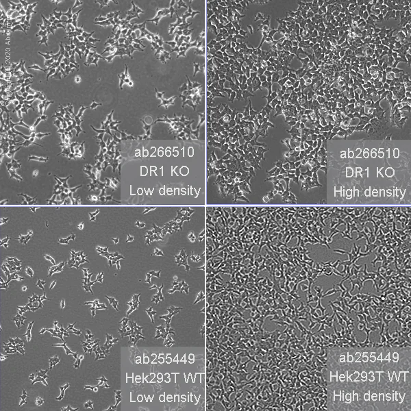 Cell Culture - Human DR1 knockout HEK-293T cell line (AB266510)