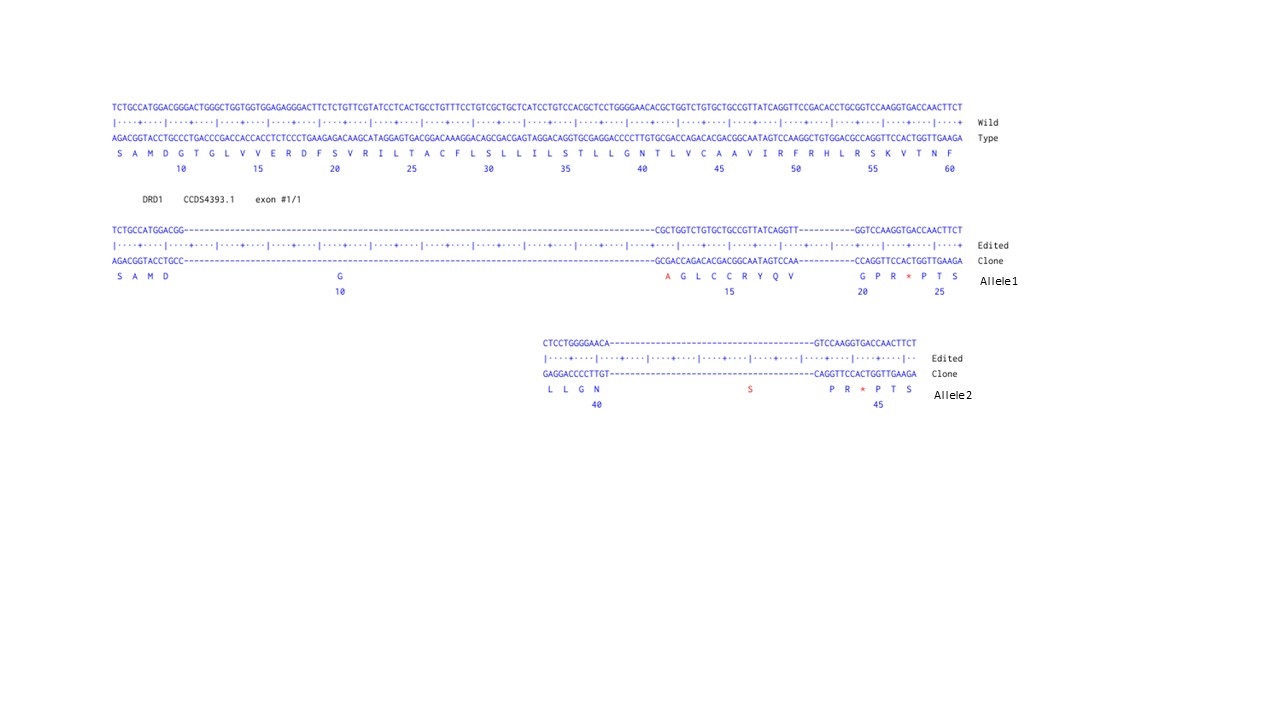 Human DRD1 knockout U-87 MG cell line