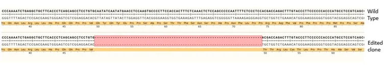Sanger Sequencing - Human DROSHA knockout A549 cell line (AB287377)