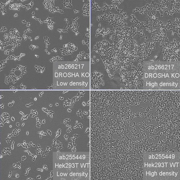 Cell Culture - Human DROSHA knockout HEK-293T cell line (AB266217)
