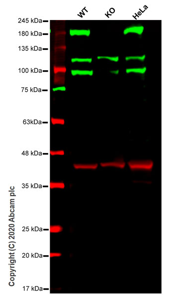 Western blot - Human DROSHA knockout HEK-293T cell line (AB266217)