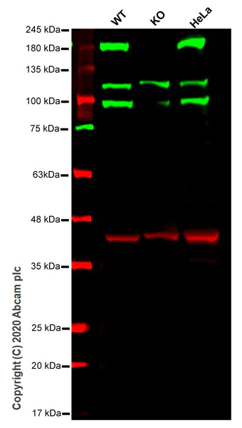 Western blot - Human DROSHA knockout HEK-293T cell line (AB266217)