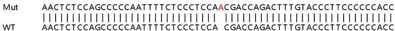 Sanger Sequencing - Human DROSHA knockout HEK-293T cell lysate (AB257171)