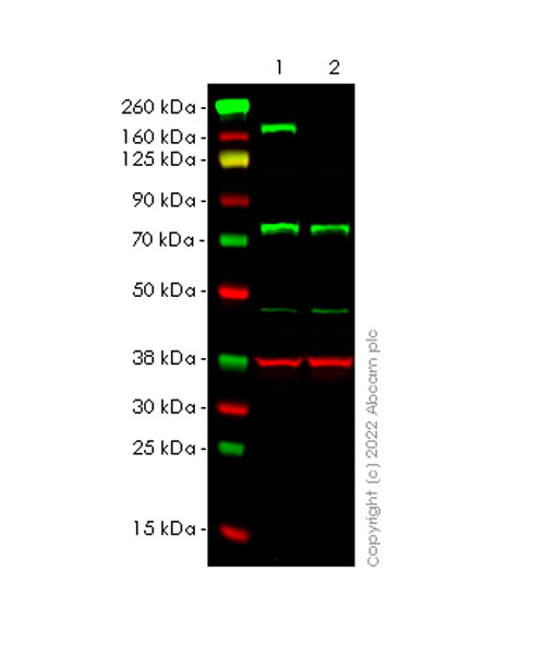 Human DROSHA knockout HEK-293T cell lysate