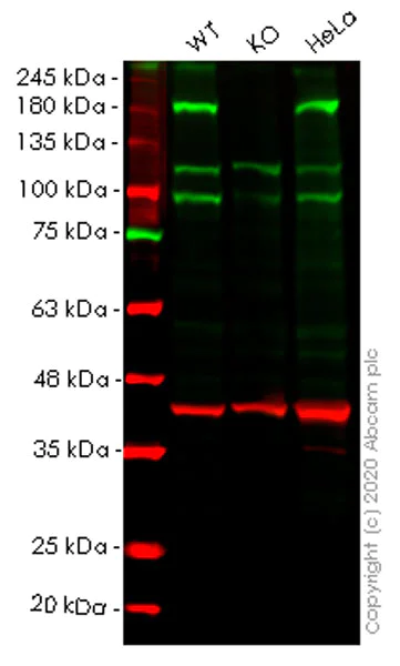 Western blot - Human DROSHA knockout HEK-293T cell lysate (AB257171)