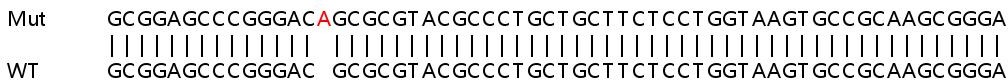 Sanger Sequencing - Human DSG2 (Desmoglein 2) knockout A549 cell line (AB267085), expandable thumbnail