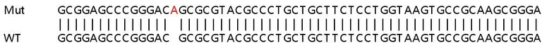 Sanger Sequencing - Human DSG2 (Desmoglein 2) knockout A549 cell line (AB267085)