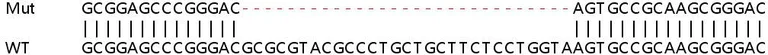 Sanger Sequencing - Human DSG2 (Desmoglein 2) knockout A549 cell line (AB267085)