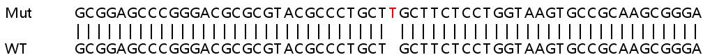 Sanger Sequencing - Human DSG2 (Desmoglein 2) knockout HeLa cell line (AB261826), expandable thumbnail