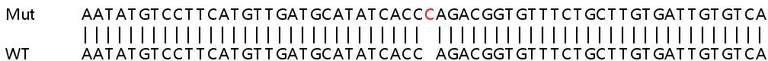 Sanger Sequencing - Human DTX3L knockout A549 cell line (AB266963)